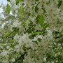 4월 흰색 꽃사과나무 vs 아그배나무 꽃 구분법
