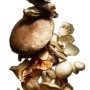 [천연원료] 표고버섯 추출물