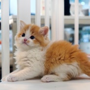 울산고양이분양 도레미캣 23년 4월 24일 실시간 분양 고양이안내