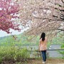 경주 겹벚꽃 명소 불국사&숲머리길 개화(23.04.15 방문)