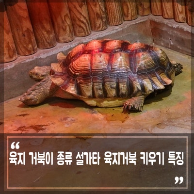 육지 거북이 종류, 설가타 육지거북 사이테스 등록이란? 육지거북이 키우기 먹이 수명 특징 : 네이버 블로그