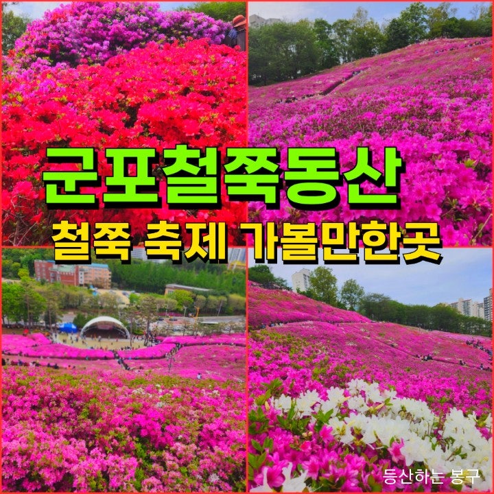 군포 철쭉제 철쭉동산,공원 서울근교 철쭉꽃구경 가볼만한곳 군포 철쭉 축제 먹거리 수리산역 가는길 : 네이버 블로그 군포 철쭉제 철쭉동산,공원 서울근교 철쭉꽃구경 가볼만한곳 군포 철쭉 축제 먹거리 수리산역 가는길 : 네이버 블로그