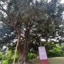 충청남도 서산 “서산 여미리 비자나무”