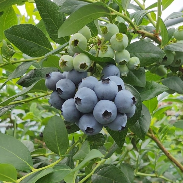 통영블루베리  맛있고 식감최고 듬뿍농원 블루베리 입니다