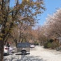 [비봉산캠핑장] 올해도 또 실패한 벚꽃캠핑