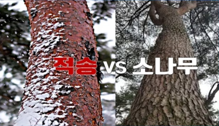 적송유 송침유 솔잎기름의 효능과 적송 플러스 복용 후기 : 네이버 블로그