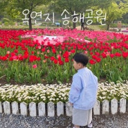 대구 옥연지 송해공원 튤립 만개