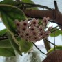 호야꽃 군자란 수염틸란드시아 커피체리 수련목꽃 베란다화단 베란다화원