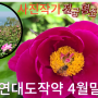 작약꽃 경남명소 통영 연대도 만지도 작약꽃 4월말 절정