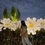 서울 식물원 해봄축제! 밤 산책! 튤립 꽃 구경!