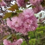 서산 상왕산 문수사 겹벚꽃