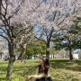 후쿠오카(Day5) : 벚꽃개화, 빈쵸 히츠마부시, FIKA 커피, 캐널시티 프랑프랑, 라멘스타디움 안도 츠케멘