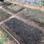 서울 주말농장 4주차 : 방울토마토 모종 심기, 잡초 뽑기