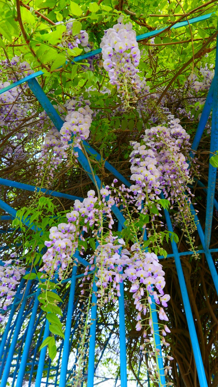 가지마라 : 함안 강나루 생태공원 등나무꽃 청보리밭