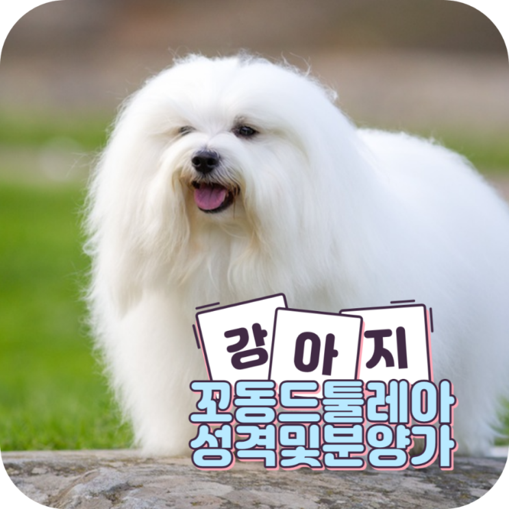 꼬동 드 툴레아 성격과 분양가, 입양해서 키울 때 드는 비용 : 네이버 블로그