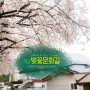 [부산] 개금 벚꽃문화길