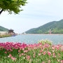대구 옥연지 송해공원 포토존 가득! 튤립 나들이, 4월23일 실시간 튤립 개화현황(주차꿀팁)