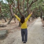 경남 하동 소나무 이야기가 있는 송림공원에 다녀오다.