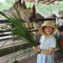 방콕에서 출발 파타야 투어 동물원 카오키여우 오픈주, 제또국수 아이들도 잘먹어 :)