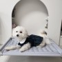 디팡 강아지쿨매트 여름철 애완동물을 위한 필수템!