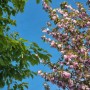 [서울 봄나들이] 겹벚꽃 경정공원