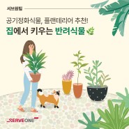 [플랜테리어] 집에서 키우기 쉬운 반려식물, 공기정화식물