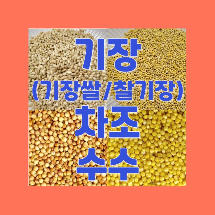 기장 기장쌀 찰기장 차조 수수 효능 비교 : 네이버 블로그