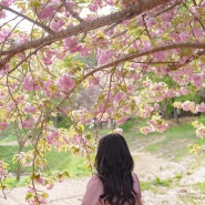 충남 <서산 문수사> 겹벚꽃 명소 4월 꽃놀이🌸