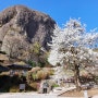 전북가볼만한곳 진안 여행 마이산 등산(트레킹) 은수사 벚꽃과 청배실나무