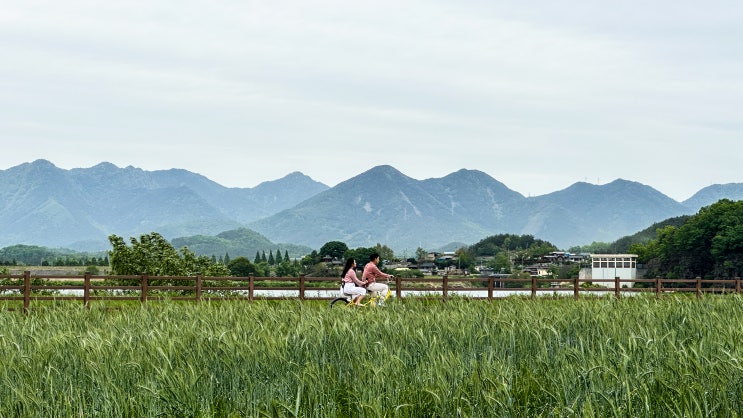 경남여행 함안 청보리 작약축제 강나루생태공원 캠핑장