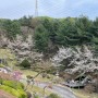 벚꽃 캠핑장으로 유명한 [포천 수목원프로방스 캠핑장](A존 19번) 벚꽃 명당자리? 장단점.