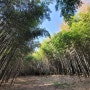 익산시 - 구룡마을 대나무 숲