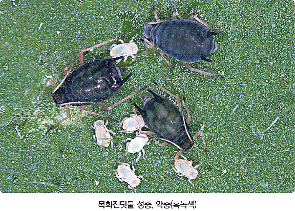 목화진딧물 ☞ 생태와 방제 : 네이버 블로그