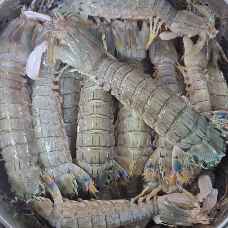 [갯가재] vs 쏙과 차이 - 샤코/맨티스 쉬림프/제철/1kg 갯가재 찜/손질법과 찌는법 : 네이버 블로그