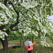대구 교항리이팝나무군락지 만개현황 300년이상 된 이팝나무