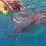 필리핀 세부여행1 오슬롭 고래상어투어 & 투말록 폭포 찐 후기, 여행계획 l 유튜브