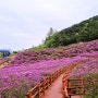 전북 남원 지리산 운봉 바래봉 철쭉제 & 최단 등산코스, 혼산하기에도 좋아요!