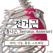 전거근 스트레칭 통증 위치 익상 견갑(앞톱니근 Serratus Anterior)