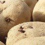 [감자재배] 2023년 유기농 감자 재배 - 감자심기