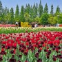 [고양국제꽃박람회], 4년 만에 열리는 100만 송이 꽃들의 향연