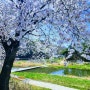 청양 4월7일~9일 벚꽃 구경하러 다녀왔어요. 다른 곳에 비교해서 한주 정도 텀을 주고 피는 곳이기도 하고 상대적으로 덜 알려진 것인지 사람도 한가한 편이에요.
