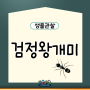 [생물 관찰] 검정왕개미