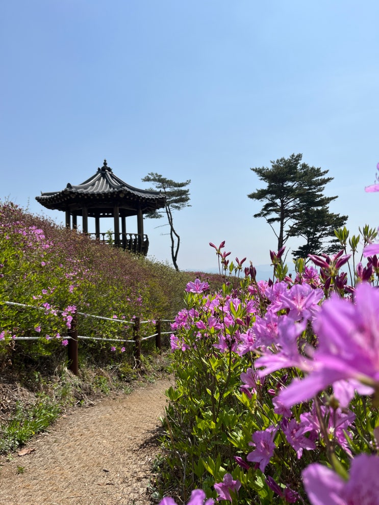 포천의 철쭉 명소 왕방산 팔각정 : 네이버 블로그