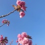 2023. 4월 꽃과 사진 Story - 겹벚꽃