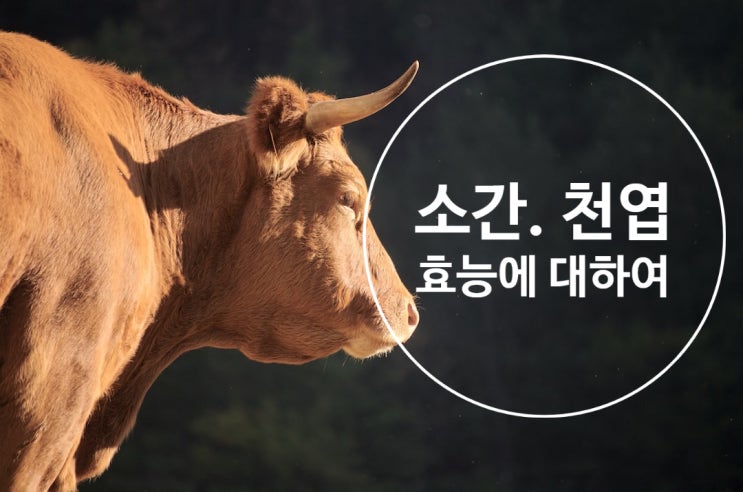 소간 천엽 효능 정말 먹어도 좋을까? 주의사항 정리! : 네이버 블로그