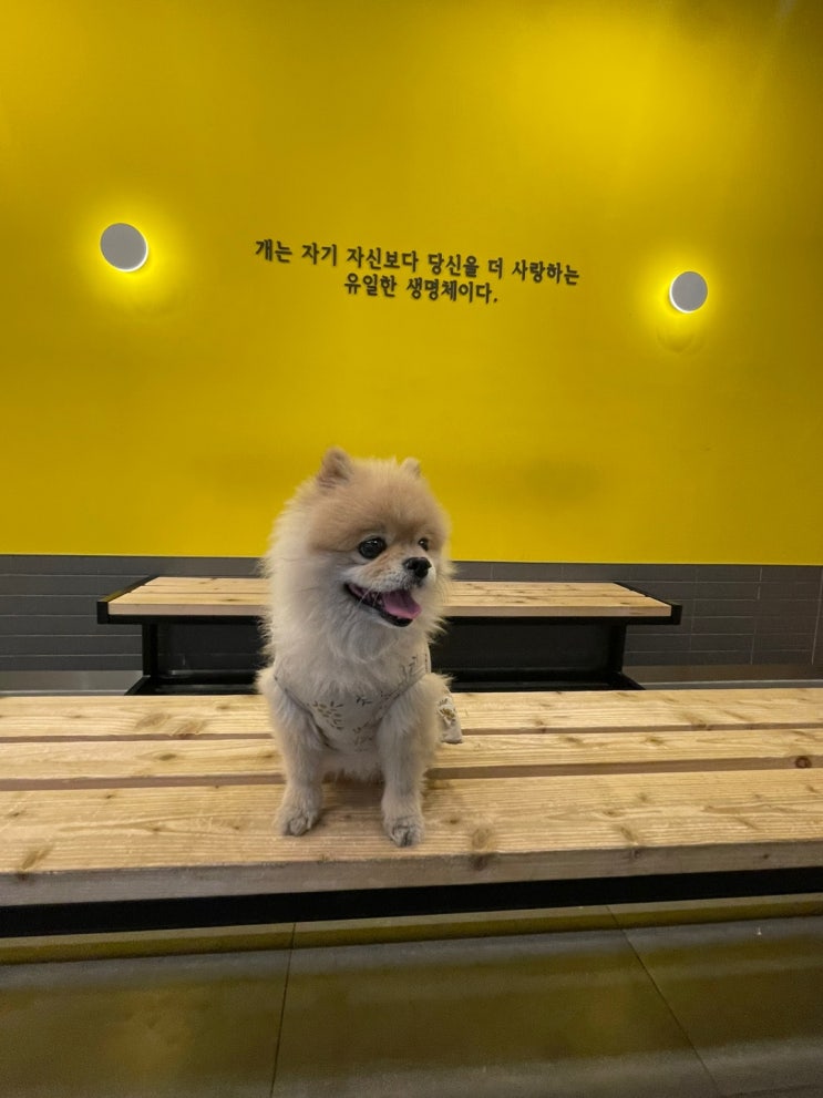 김포 구래동 동물병원 김포메디엘동물병원, 강아지 고양이 전문 병원, 심장병 클리닉 운영, 심장초음파 솔직후기 : 네이버 블로그 김포 구래동 동물병원 김포메디엘동물병원, 강아지 고양이 전문 병원, 심장병 클리닉 운영, 심장초음파 솔직후기 : 네이버 블로그