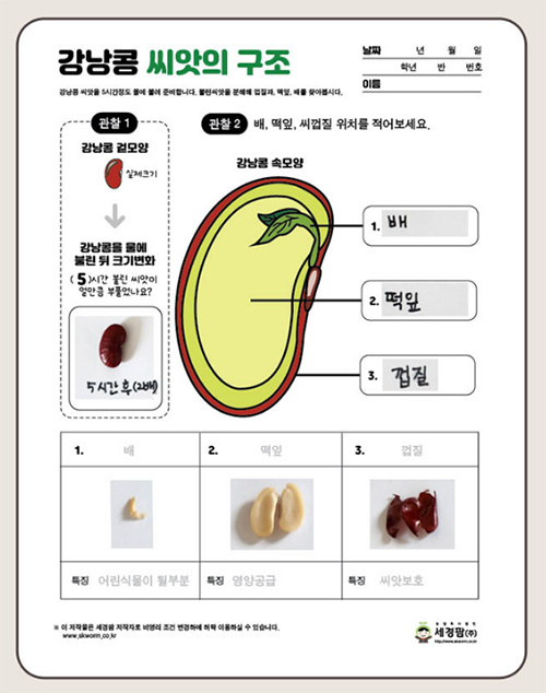 세경팜 튼튼한 강낭콩씨앗 키우기 활동지 무료증정! 선착순 50명 호랑이강낭콩 흰강낭콩 씨앗심기 부터 관찰일지 까지 즐거운 누리 ...