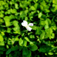 배곧한울공원 흰제비꽃(2023.04.28.)