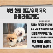 [부산 화명] 강아지 셀프 목욕 시설 마이 리틀 프렌드
