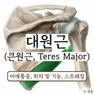 대원근 통증 광배근 기시정지 스트레칭 (큰원근, Teres Major)